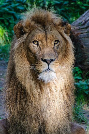 Zoo_Duisburg_Loewe_Tsavo.jpg