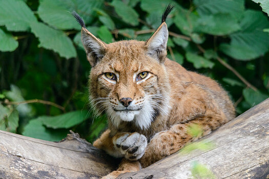 Zoo_Duisburg_Eurasischer_Luchs.jpg