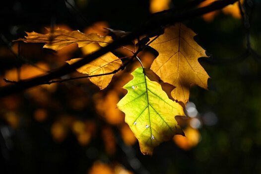 Herbstlicht.jpg Herbstlicht.jpg