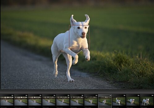 4Af Test Z6 II.JPG
