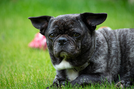 DSC_0769-80-400mm.jpg