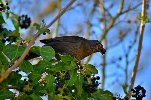 DSC_2631neu.JPG