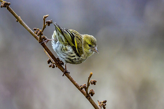20201225_NZ6_2659NF.jpg