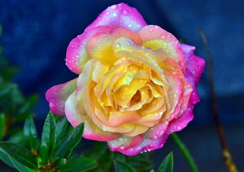 ROse.JPG
