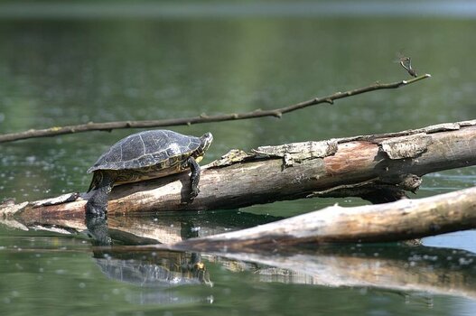 rotwangenschildkröte.jpg
