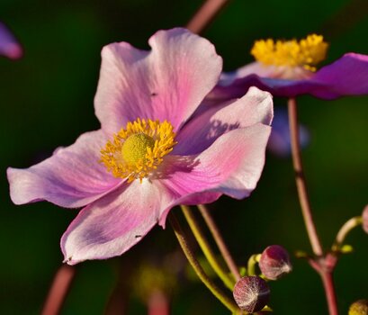 DSC_1504j.JPG