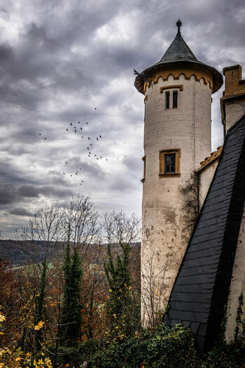 20201104114723-DSC05910  Schloss Greifenstein Castle Birds.jpg
