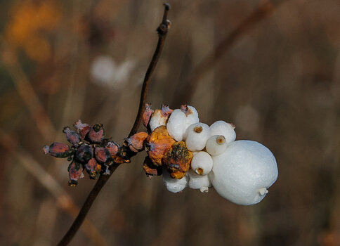 DSC_0657.JPG