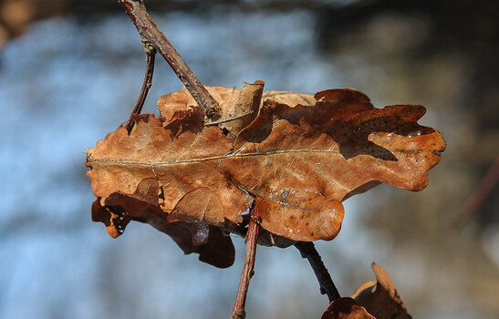 DSC_0642.JPG