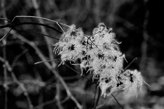 DSC_91792_1.jpg