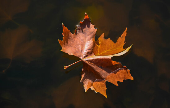 Schwimmendes Herbstblatt.jpg