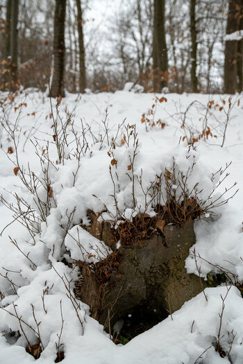 20210117-DSC_7007.jpg