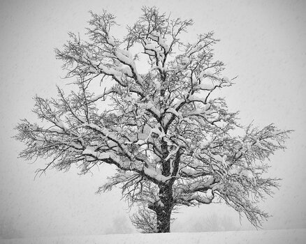 DSC_0796_1200px.jpg
