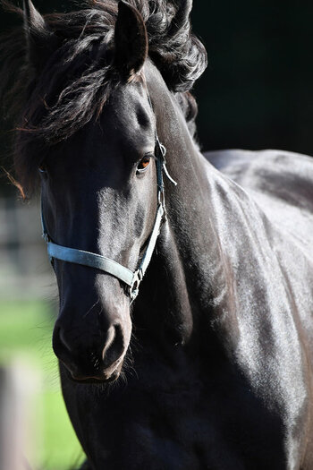 D5N_3407 klein.jpg
