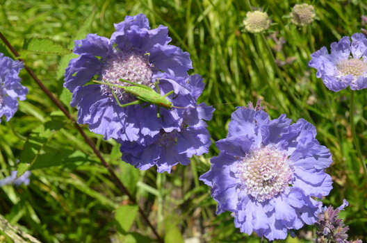 DSC_0365.JPG