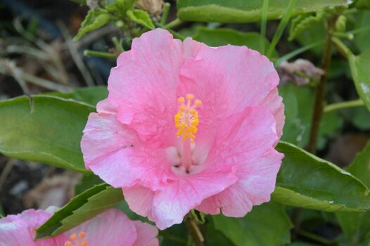 DSC_8007.JPG