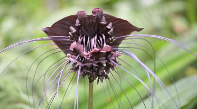 Fledermaus Blume 2.JPG