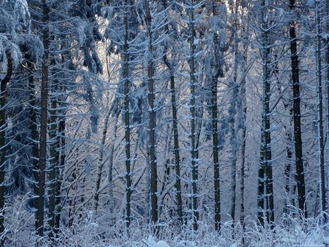 Verschneiter-Wald-Vogelsberg.jpg