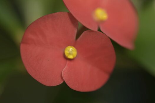 Blume A1.JPG