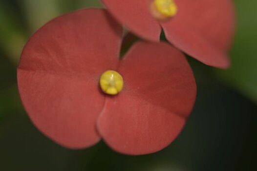 Blume A2.JPG