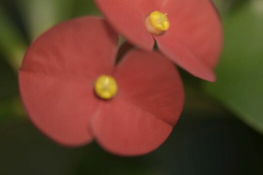 Blume A3.JPG