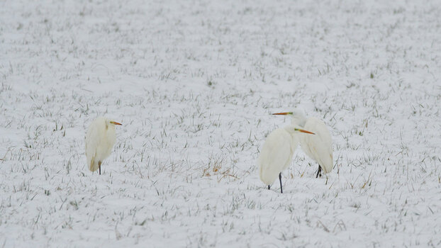 DSC_8396.JPG