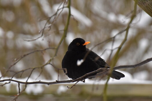 DSC_2458.JPG