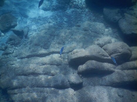 Fische mit Felsen im klaren Wasser.JPG