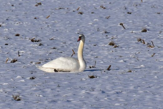 DSC_2593n.JPG