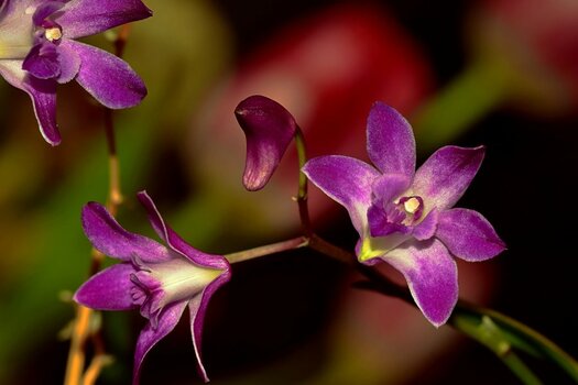 DSC_2779n.JPG