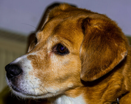 EDS_2600-07012020.Unser Hund Benny im Sessel 07.01.2020!.jpg