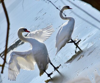 DSC_3406nnnn.jpg