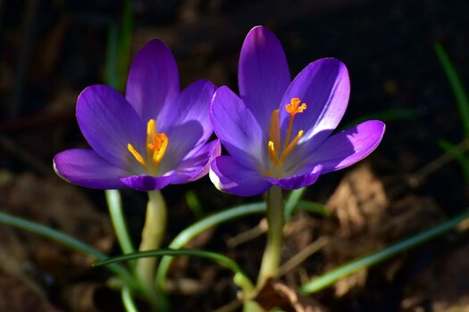 DSC_0323nn.JPG