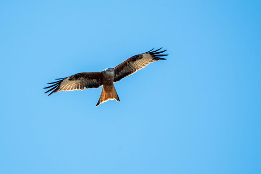20210228_D850_1512NF.jpg