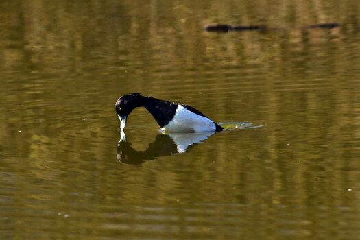 DSC_0672nn.JPG