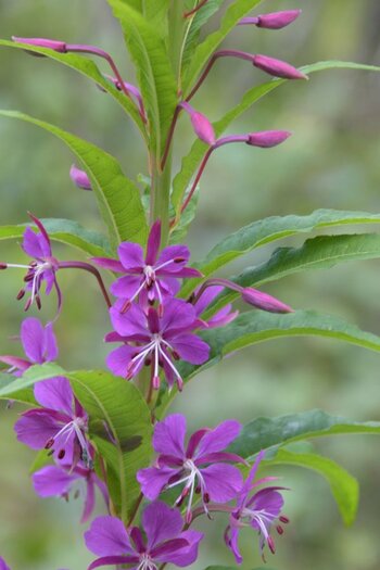 Blume220.jpg