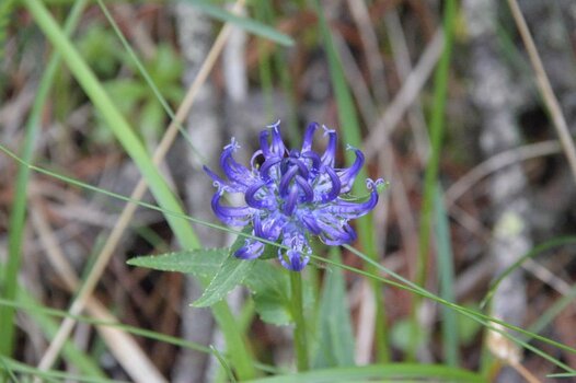 Blume221.jpg
