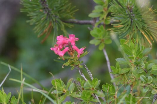 Blumen222.jpg