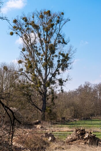 Stauwehr-Neuss-9-web.jpg