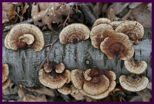 comp_DSC_6517.jpg