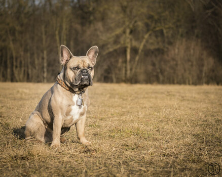 DSCF7676-1.jpg