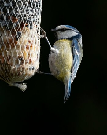 comp_P3140670.jpg