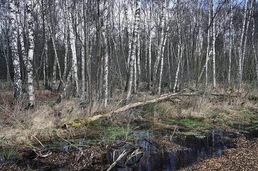 WEBDSC_0005.jpg