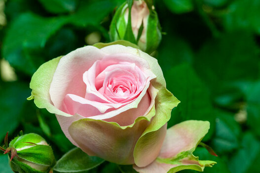 Rose-Sigma-105.jpg