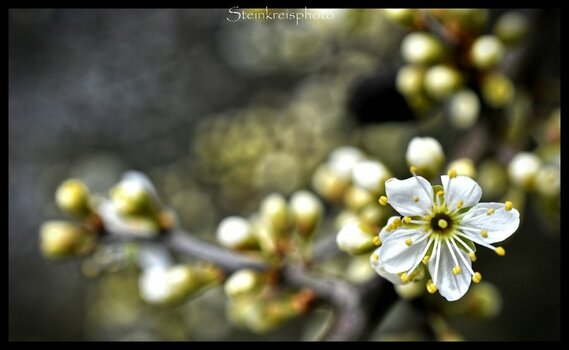 comp_Schlehenblüte3.jpg