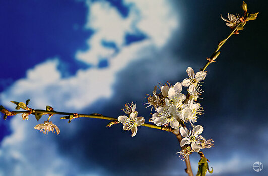 Spring-1.jpg