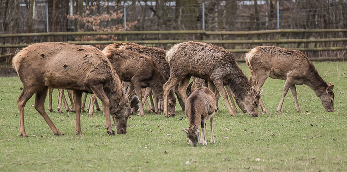 750_8917-Bearbeitet.JPG