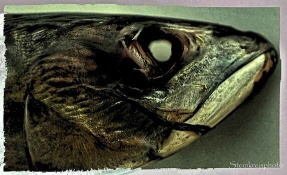 comp_Der Fisch stinkt vom Kopf Kopie.jpg