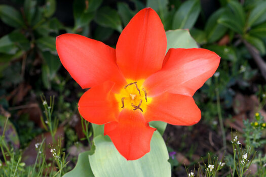 Garten1_00001DSC_1061.jpg