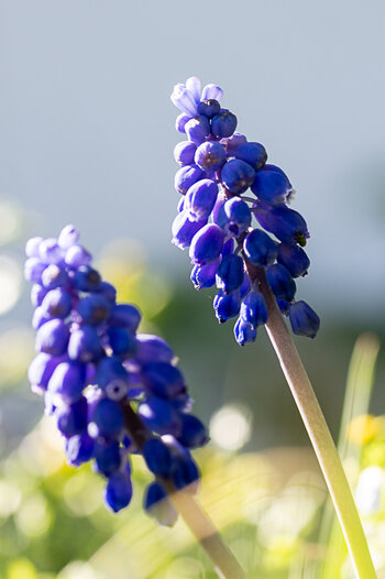 Z50_2952.jpg